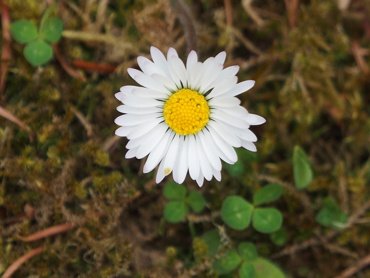 Gėlė,  Uždaryti,  Vasara,  Daisy,  Marie Gėlė,  Mažas,  Gėlė Balta,  Nemalonus,  Pieva,  Sodas