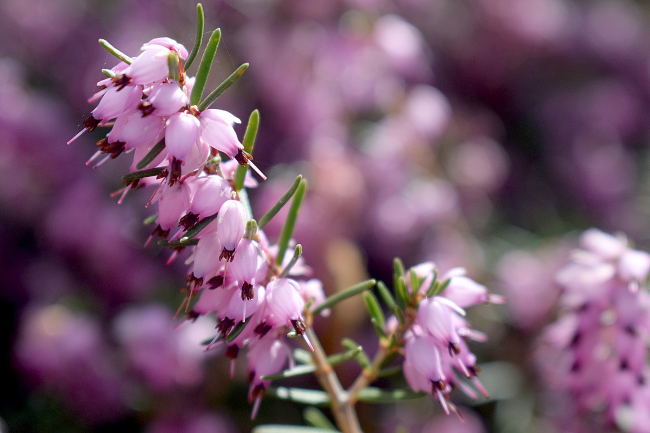 Gėlė,  Gamta,  Lauke,  Flora,  Virėja,  Rožinis,  Violetinė,  Be Honoraro Mokesčio, Nemokamos Nuotraukos,  Nemokama Licenzija