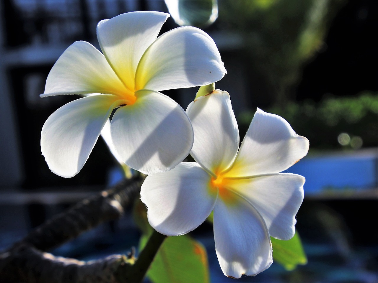 Gėlė,  Gamta,  Augalas,  Žiedlapis,  Sodas,  Frangipani,  Www,  Tropinis,  Žydi,  Plumeria