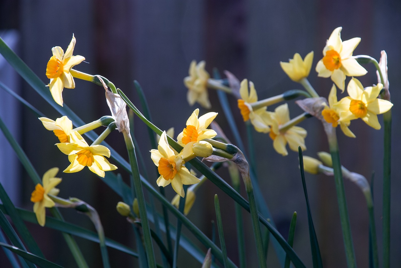 Gėlė,  Daffodil,  Narcizas,  Flora,  Gamta,  Be Honoraro Mokesčio, Nemokamos Nuotraukos,  Nemokama Licenzija