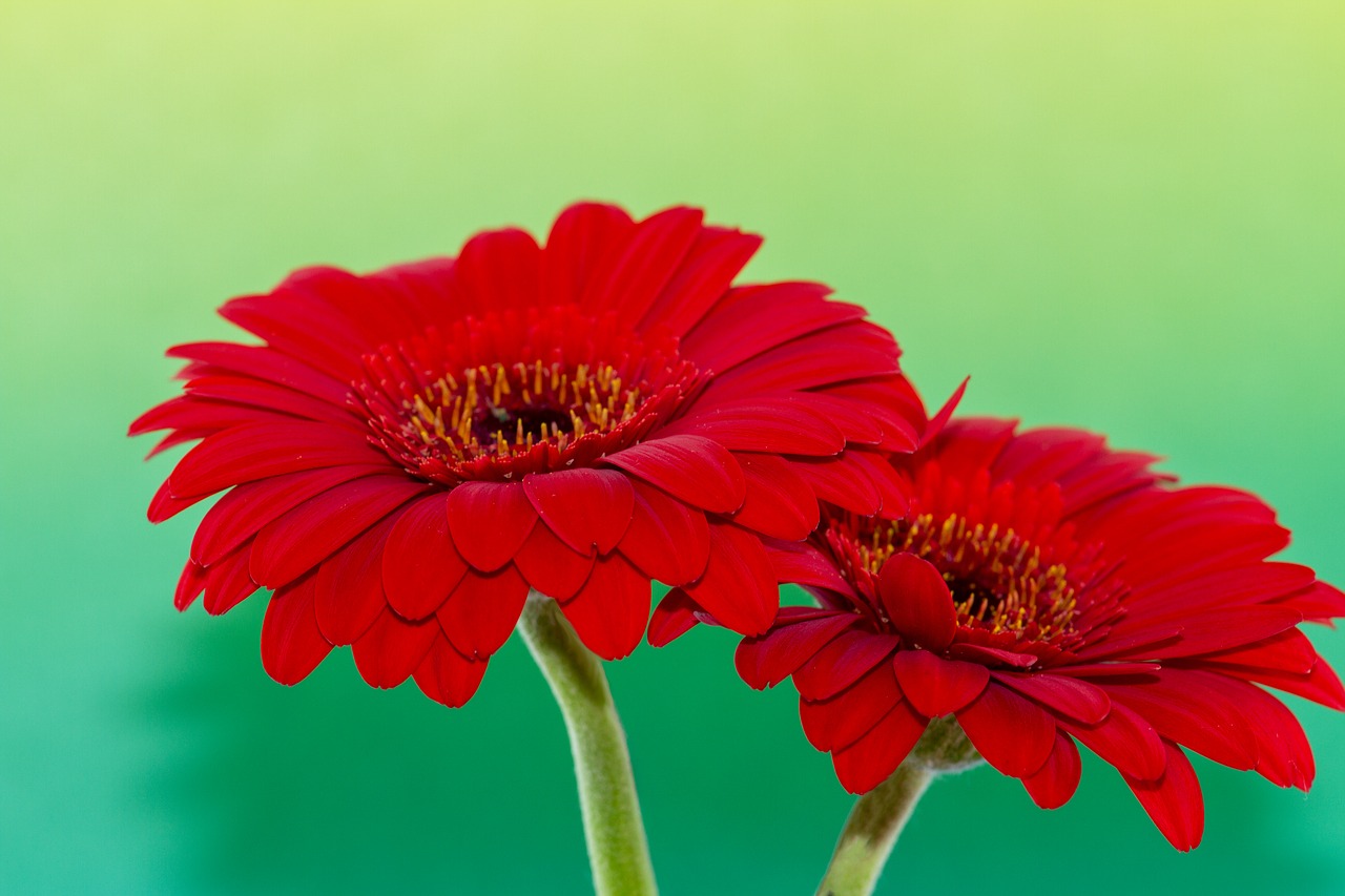 Gėlė,  Gerbera,  Raudona,  Žalias,  Gamta,  Augalas,  Spalvinga,  Gėlės,  Pavasaris,  Atvirukas