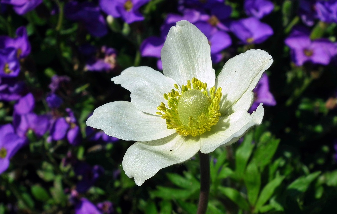 Gėlė,  Anemonis,  Balta,  Gamta,  Augalas,  Sodas,  Žiedlapis,  Iš Arti,  Be Honoraro Mokesčio, Nemokamos Nuotraukos