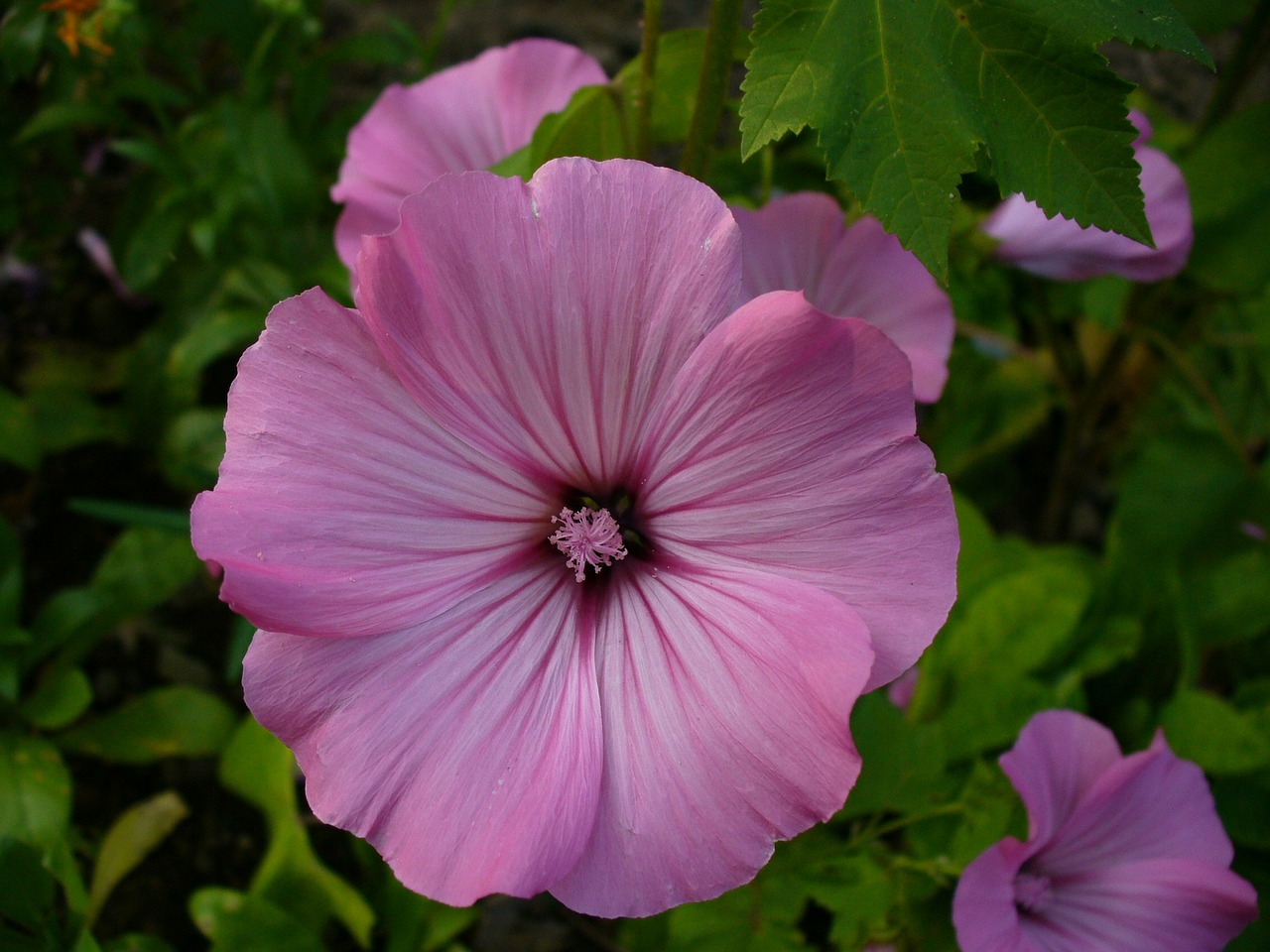 Žiedas, Žydėti, Rožinis, Makro, Gėlės, Augalas, Pistil, Žiedadulkės, Uždaryti, Žiedai