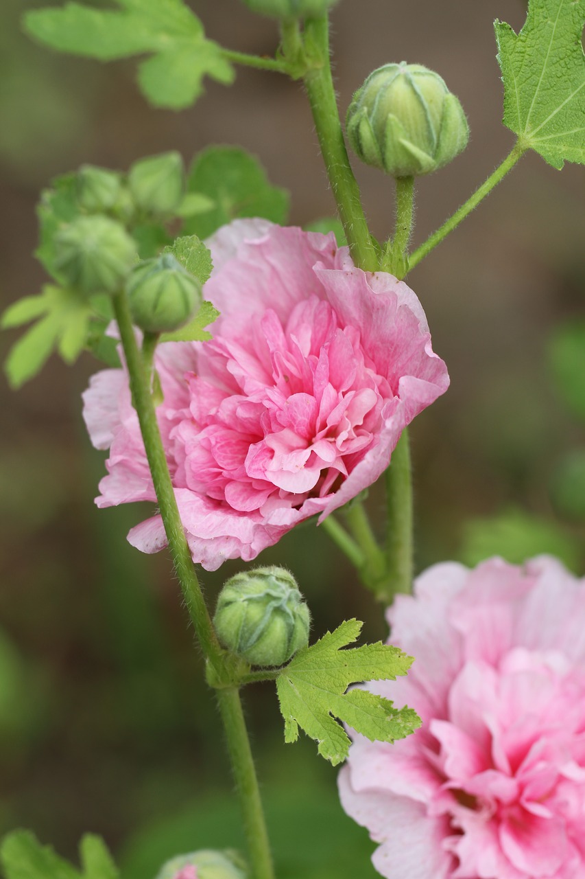 Gėlė,  Gamta,  Flora,  Lapai,  Sodas,  Hollyhock,  Be Honoraro Mokesčio, Nemokamos Nuotraukos,  Nemokama Licenzija