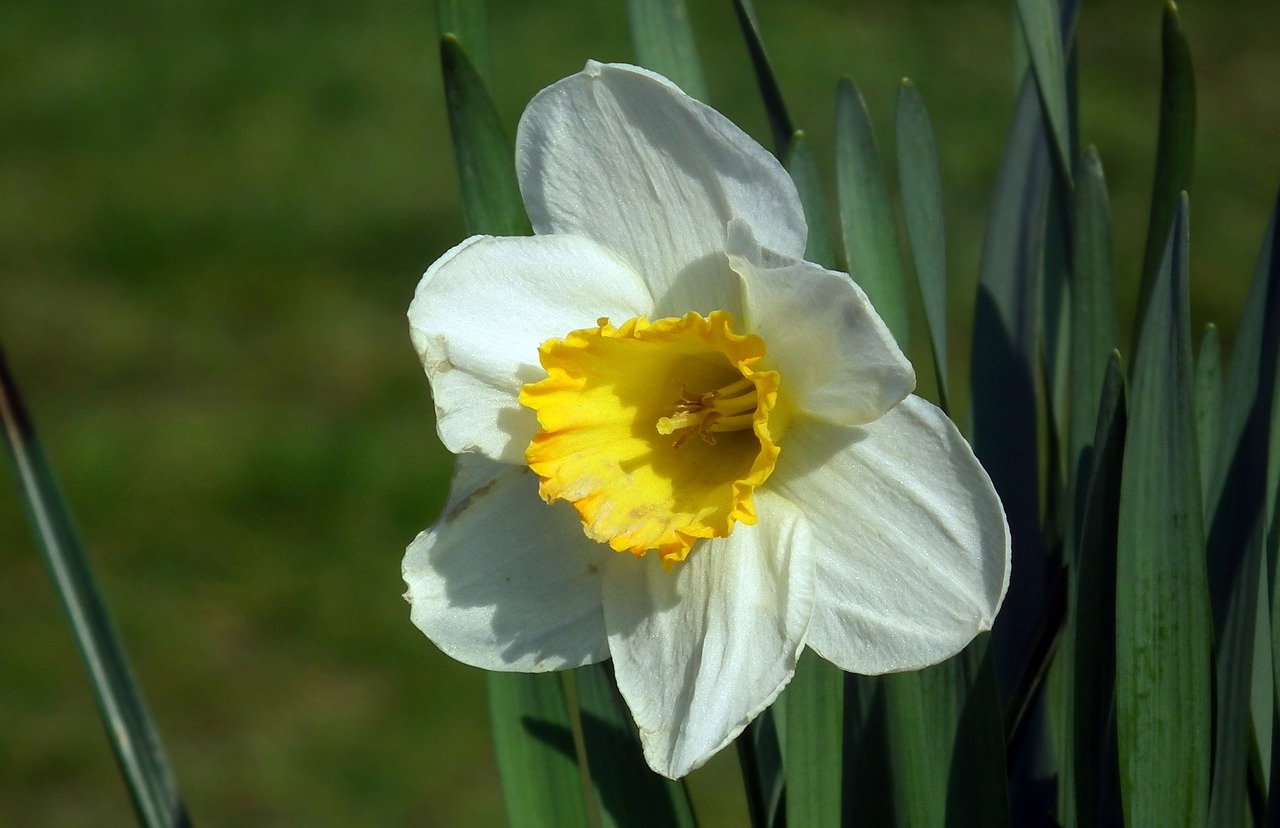 Gėlė,  Daffodil,  Gamta,  Augalas,  Pavasaris,  Velykos,  Be Honoraro Mokesčio, Nemokamos Nuotraukos,  Nemokama Licenzija