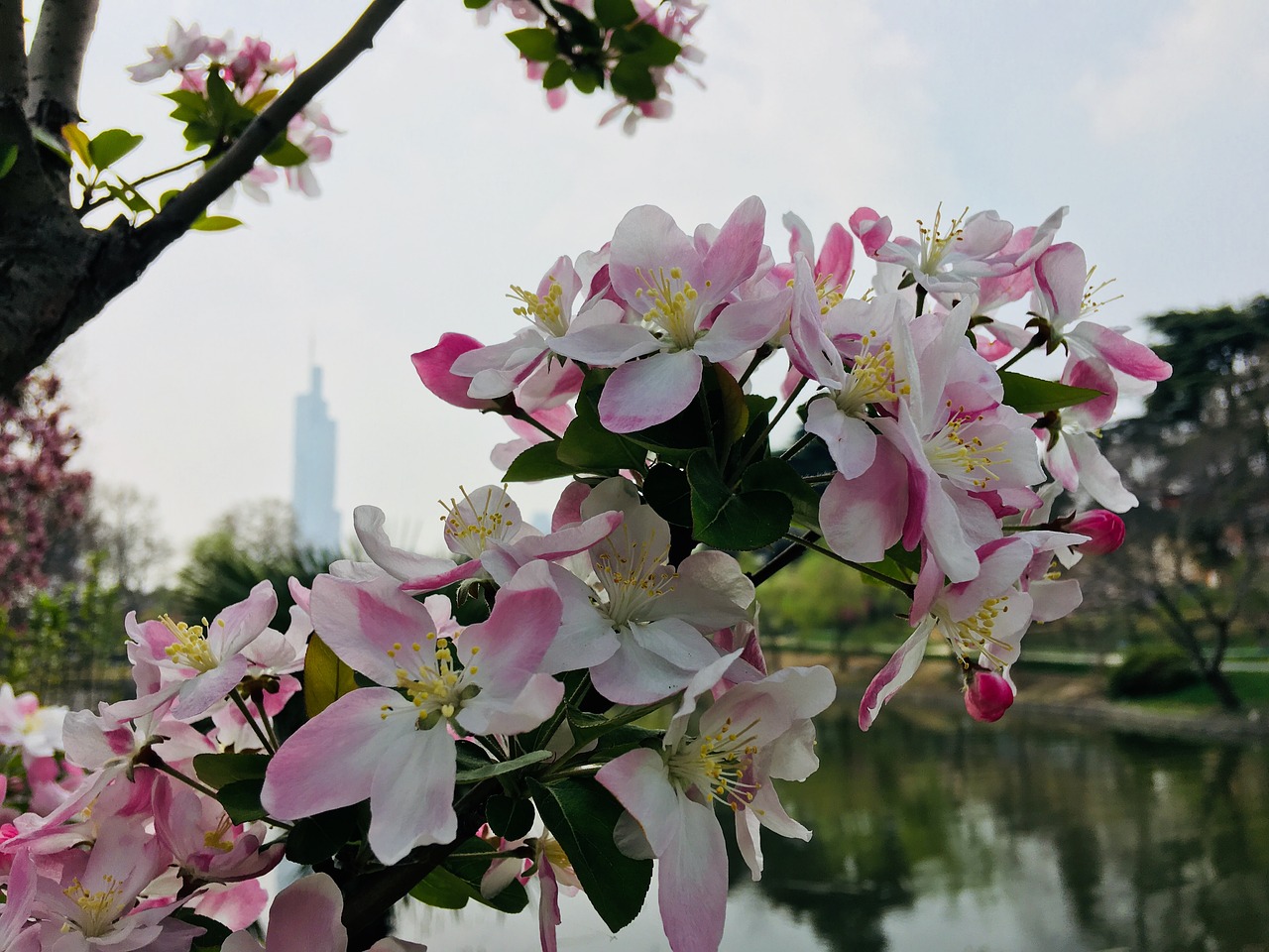 Gėlė,  Augalas,  Sodas,  Gamta,  Medis,  Vyšnių Mediena,  Parkas,  Xuanwu Ežeras,  Be Honoraro Mokesčio, Nemokamos Nuotraukos