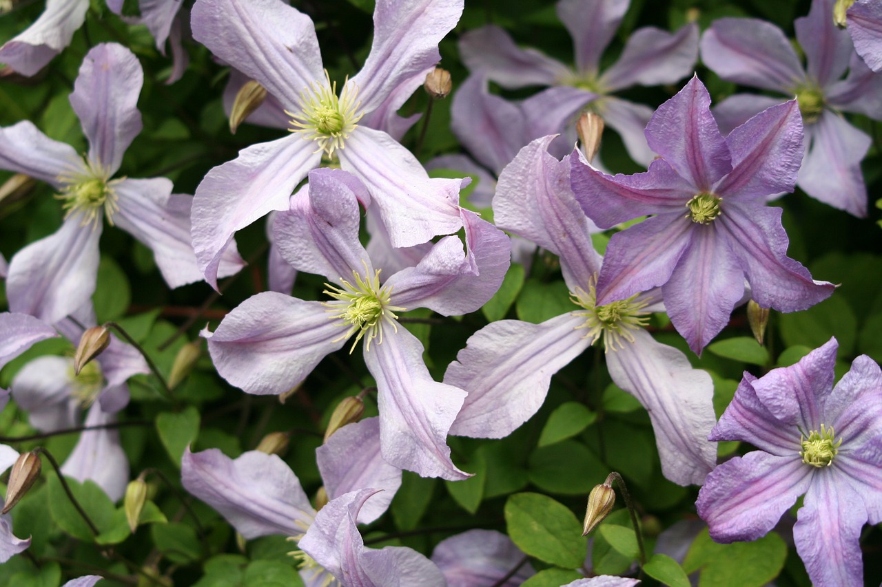 Gėlė,  Sodas,  Flora,  Gamta,  Gėlių,  Žydi,  Lapai,  Vasara,  Žiedlapis,  Clematis