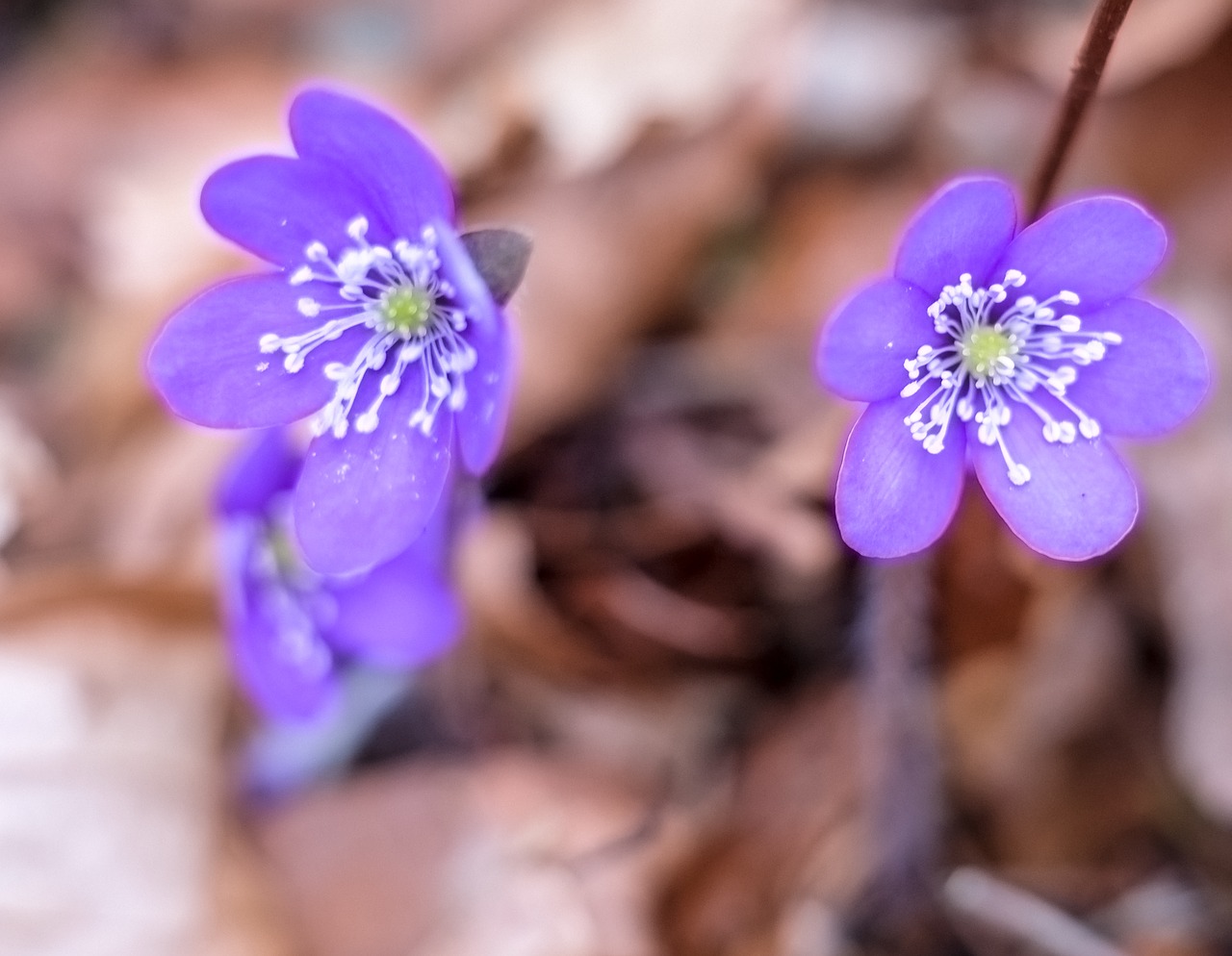 Gėlė,  Žiedlapis,  Gamta,  Anemonis,  Gėlių,  Hepatica,  Pavasaris,  Žiedas,  Žydėti,  Violetinė