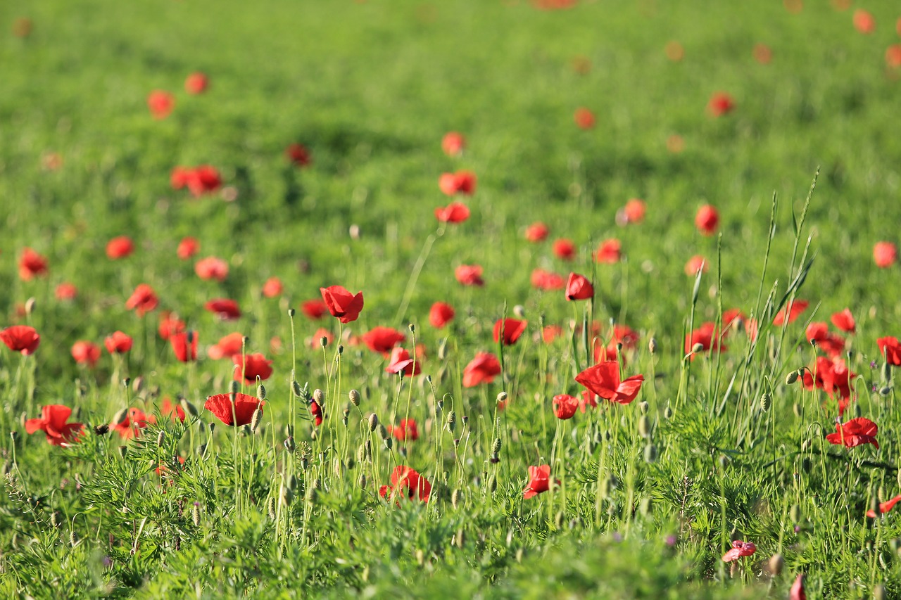 Gėlė,  Laukas,  Hayfield,  Žolė,  Gamta,  Aguonų Laukas,  Be Honoraro Mokesčio, Nemokamos Nuotraukos,  Nemokama Licenzija