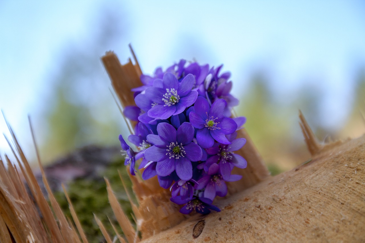 Gėlė,  Hepatica,  Žurnalas,  Miškas,  Mediena,  Gamta,  Augalas,  Miško Gėlė,  Hahnenfußgewächs,  Ranunculaceae