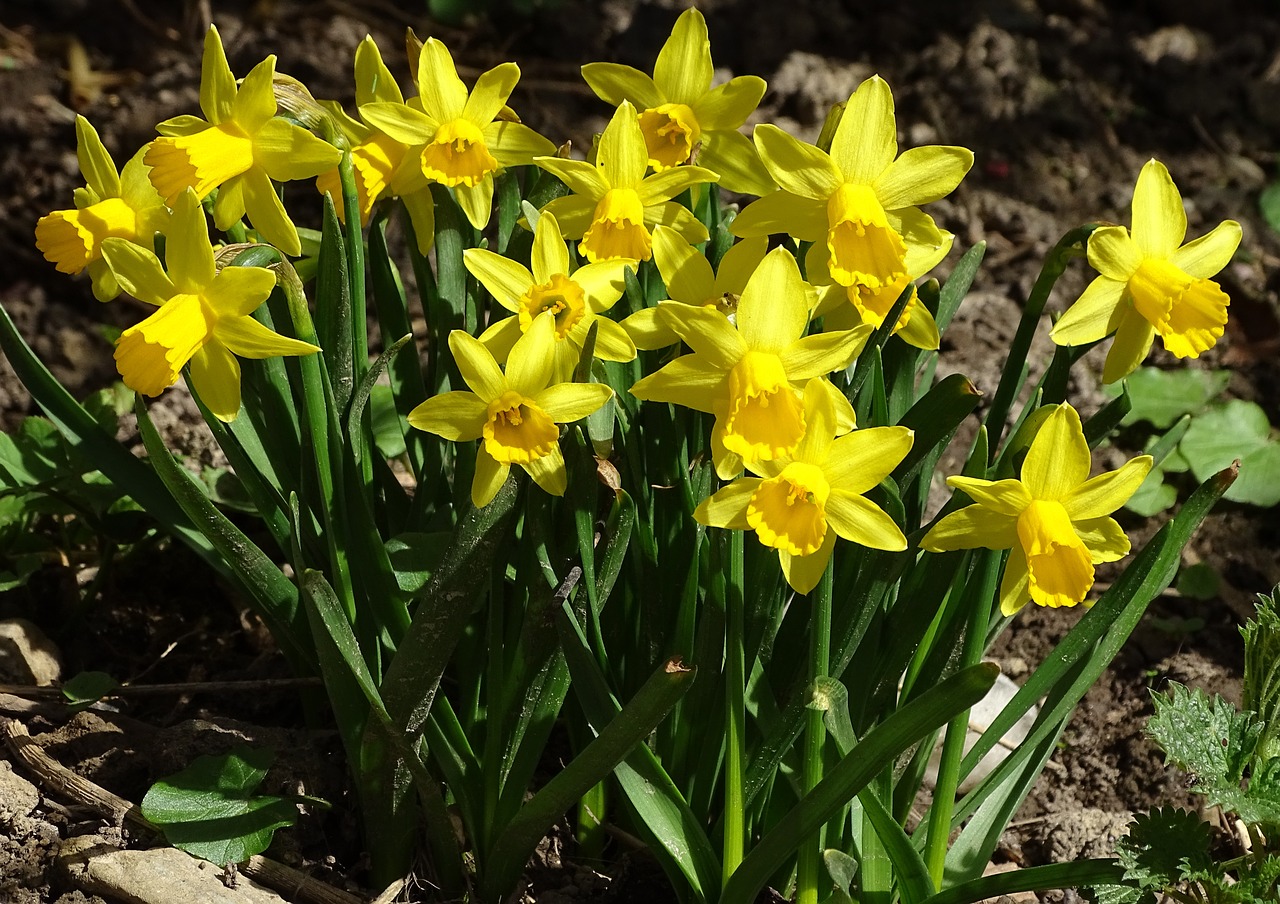 Gėlė,  Augalas,  Gamta,  Žiedlapis,  Narcissus Pseudonarcissus,  Narcizas,  Daffodil,  Pavasario Gėlė,  Geltonos Gėlės,  Geltona Pavasario Gėlė