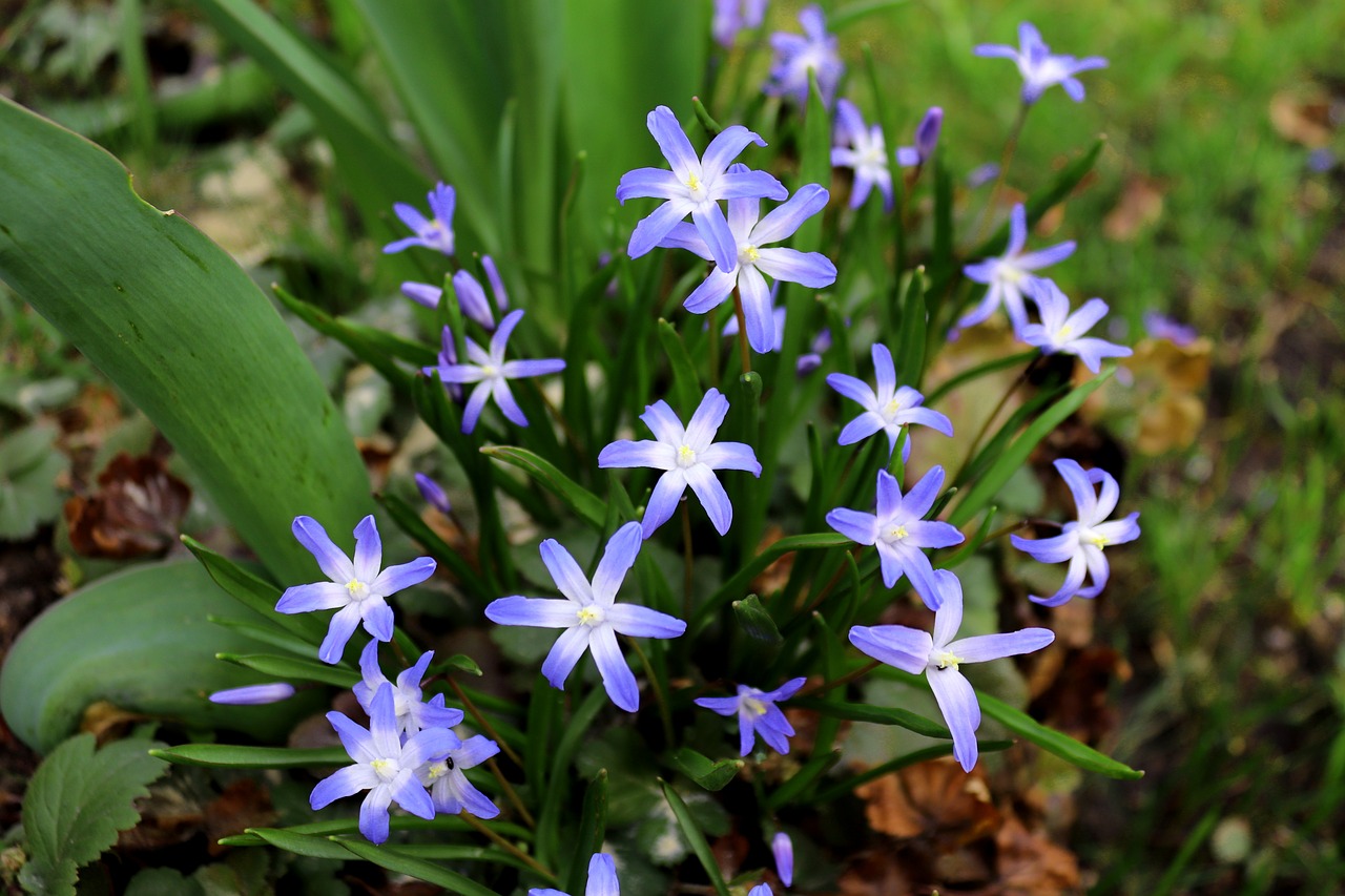 Gėlė,  Gamta,  Augalas,  Žiedas,  Žydėti,  Mėlynas,  Starflower,  Pavasaris,  Balta,  Ipheion