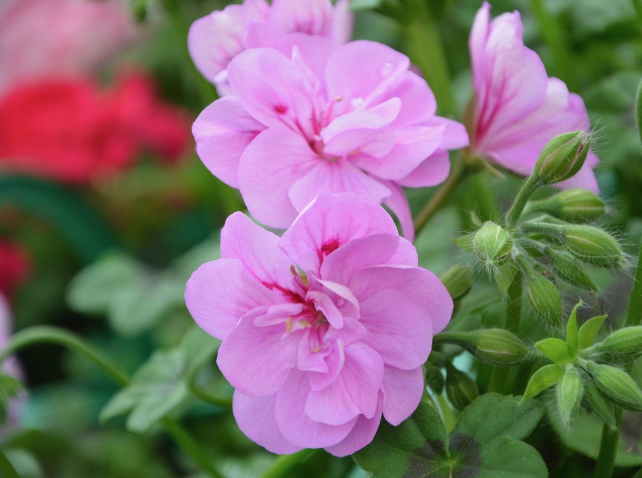 Gėlė,  Geranium Purpurinė Rožinė,  Gamta,  Augalas,  Sodas,  Vasara,  Vasaros Gėlė,  Masyvas,  Gėlių Sodas,  Sodo Gėlės