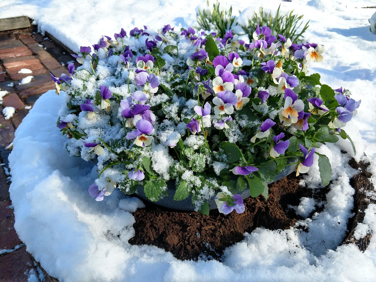 Gėlė,  Flora,  Gamta,  Sodas,  Sezonas,  Violetinė,  Sniegas,  Cilindras,  Pavasaris,  Anksti