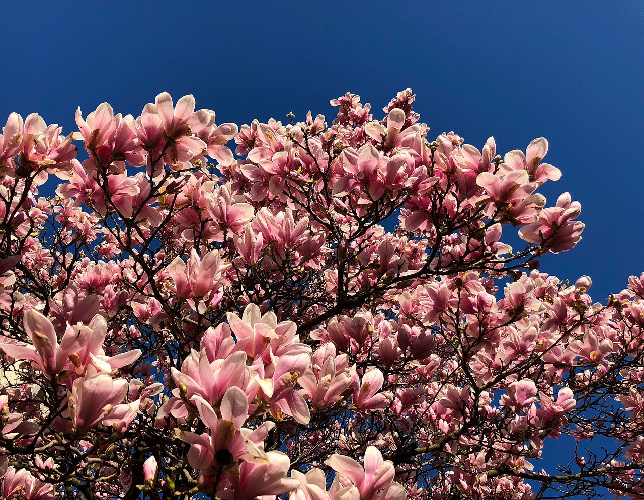 Gėlė,  Gamta,  Augalas,  Sezonas,  Gėlės,  Medis,  Žiedlapis,  Schönwetter,  Magnolija,  Spalva