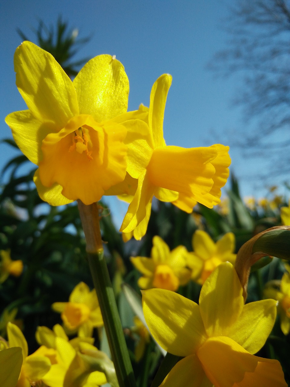 Gėlė,  Narcissus Pseudonarcissus,  Gamta,  Augalas,  Be Honoraro Mokesčio, Nemokamos Nuotraukos,  Nemokama Licenzija