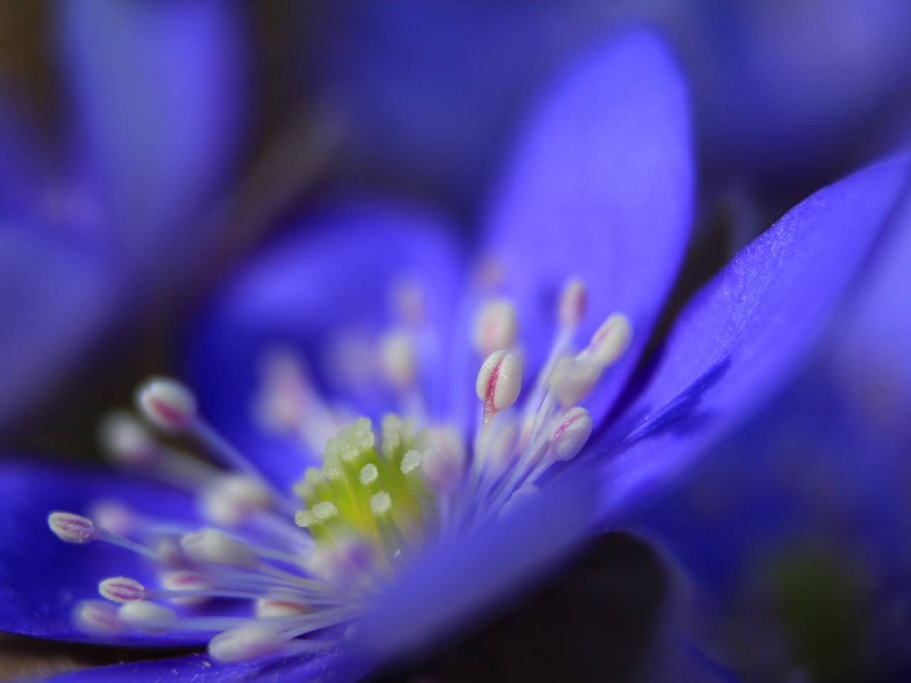 Gėlė,  Pavasaris,  Livervortas,  Gamta,  Žiedas,  Hepatica,  Flora,  Lauke,  Wildflower,  Miškas