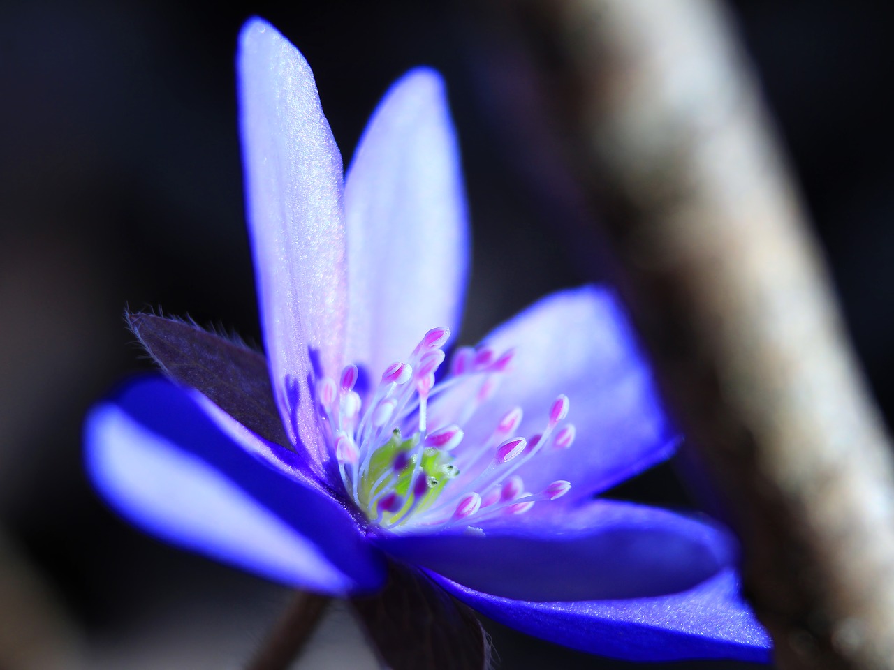 Gėlė,  Pavasaris,  Livervortas,  Gamta,  Žiedas,  Hepatica,  Flora,  Lauke,  Wildflower,  Miškas