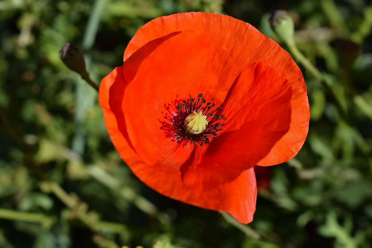 Gėlė,  Gamta,  Flora,  Pavasaris,  Aguona,  Raudona,  Žydi,  Šviesus,  Be Honoraro Mokesčio, Nemokamos Nuotraukos