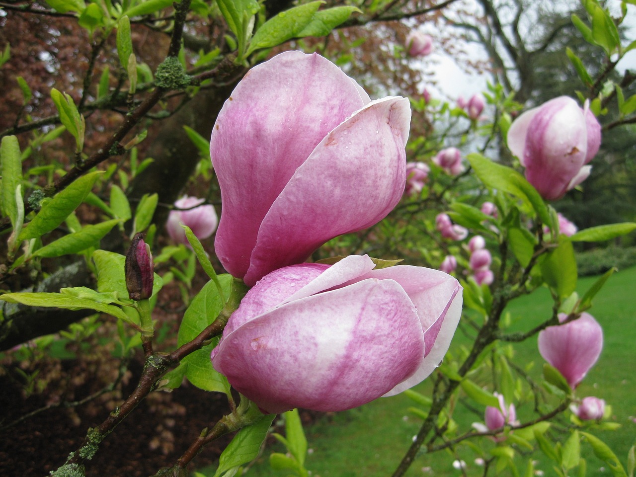 Gėlė,  Floros,  Sodas,  Pobūdį,  Lapų,  Rožinis,  Magnolija,  Medis,  Pumpuras, Nemokamos Nuotraukos