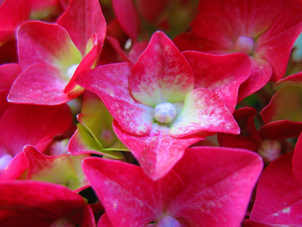 Gėlė,  Hortensia,  Hortenzija,  Augalų,  Žiedas,  Natūralus,  Floros,  Sodas,  Pavasaris,  Pobūdį