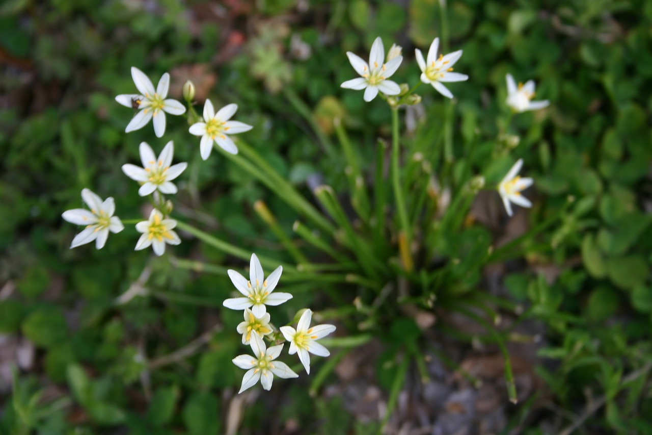 Gėlė,  Pobūdį,  Floros,  Vasara,  Lapų,  Augalų,  Žalias,  Natūralus,  Pavasaris,  Botanikos