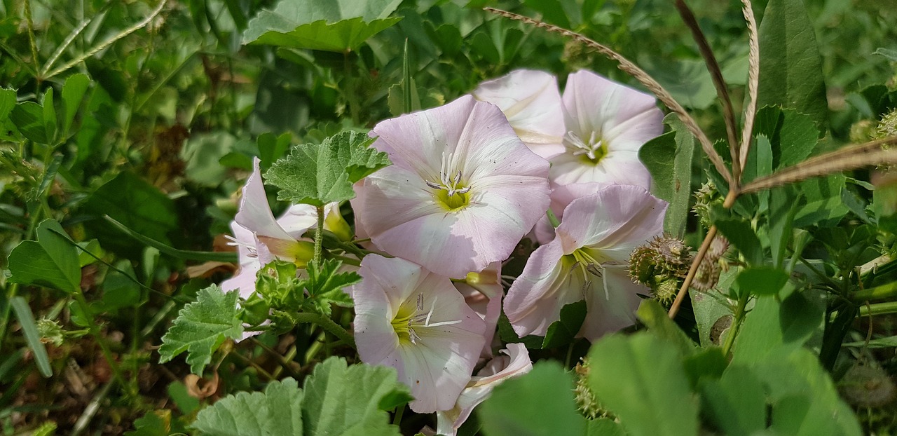 Gėlė,  Pobūdį,  Floros,  Vasara,  Lapas, Nemokamos Nuotraukos,  Nemokama Licenzija