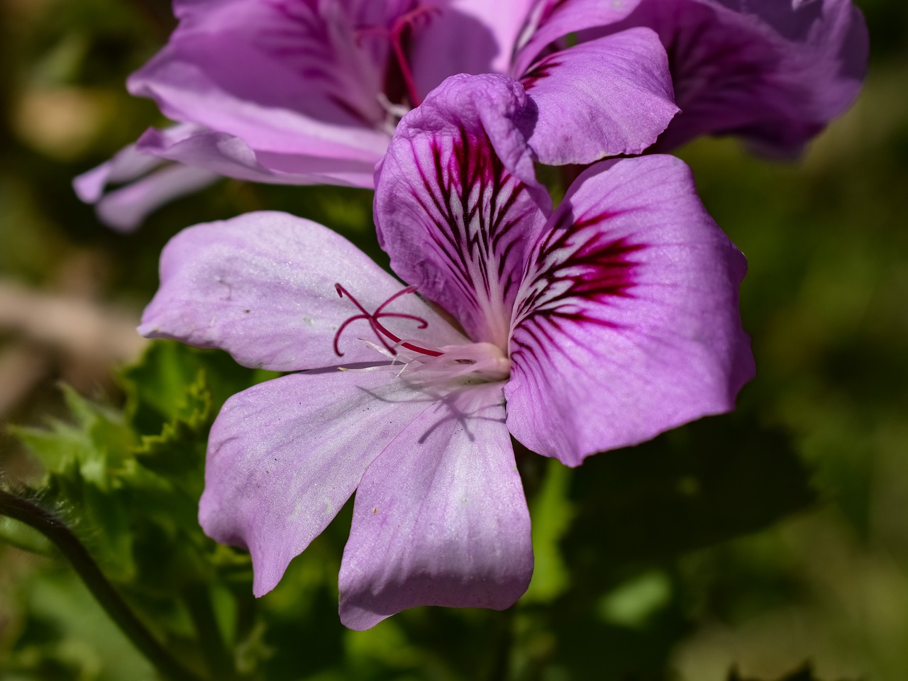 Gėlė,  Floros,  Pobūdį,  Sodas,  Gėlių,  Žiedlapis,  Žydi,  Gražus,  Pavasaris,  Žiedas