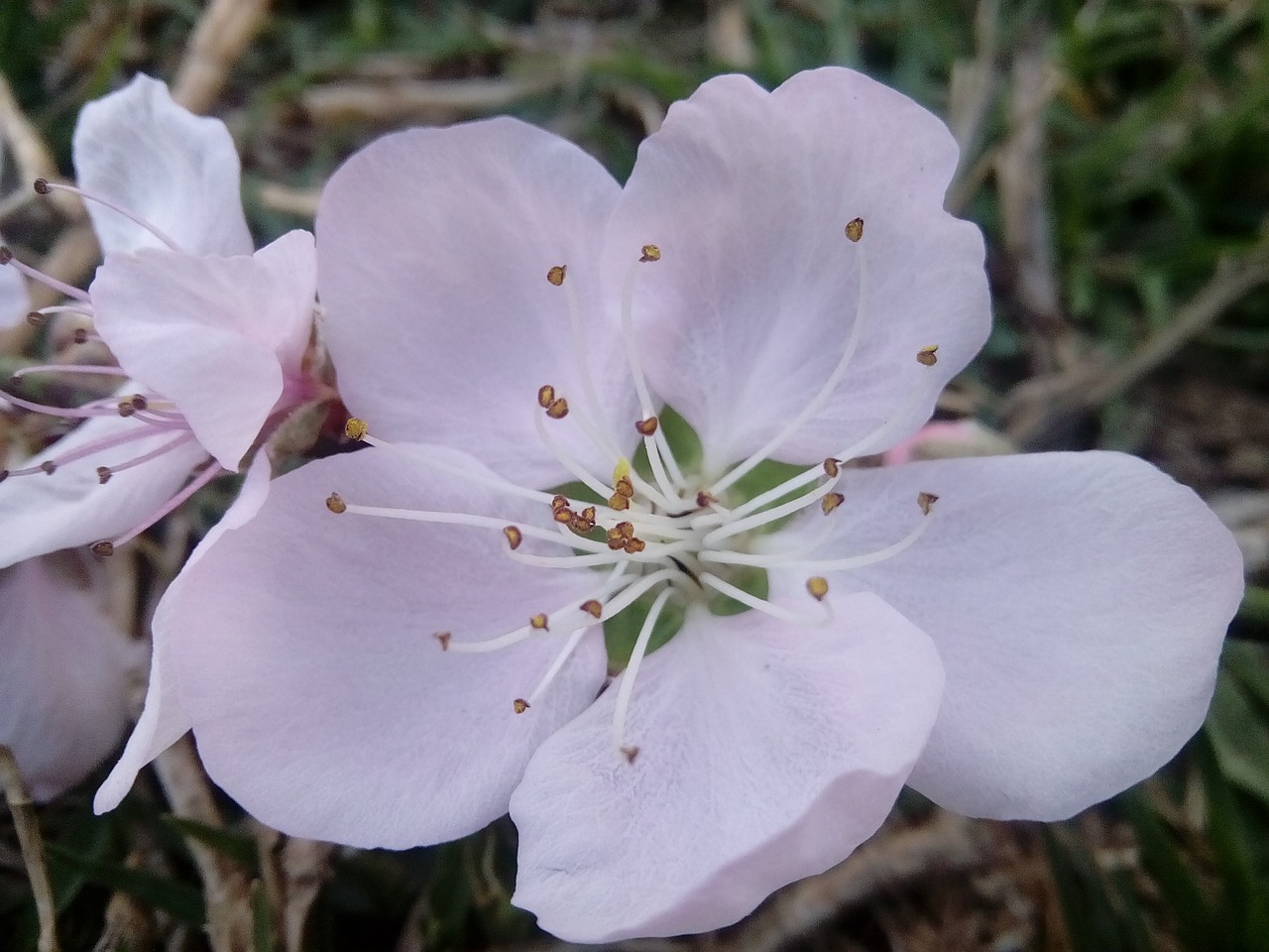 Gėlė,  Pobūdį,  Floros,  Lauke,  Lapas, Nemokamos Nuotraukos,  Nemokama Licenzija