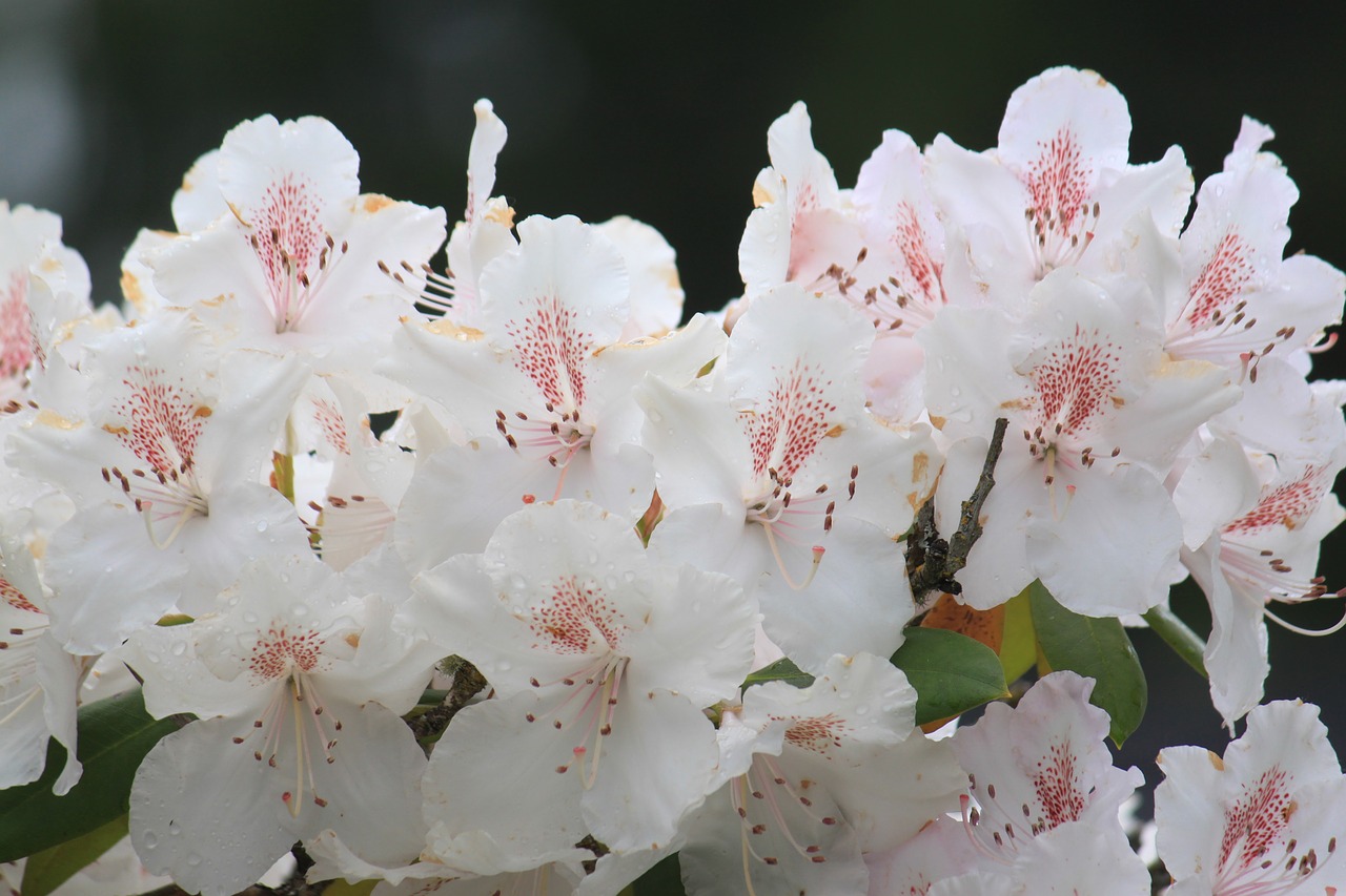 Gėlė,  Floros,  Pobūdį,  Sodas,  Lapų,  Rhododendron,  Baltas, Nemokamos Nuotraukos,  Nemokama Licenzija