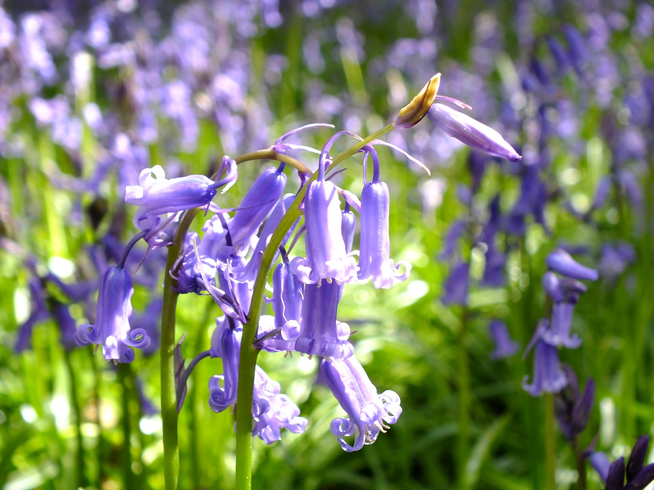 Gėlė,  Floros,  Pobūdį,  Lauke,  Vasara,  Bluebell,  English Kaimo,  Anglija,  Hertfordshire,  Whippendell Miškai