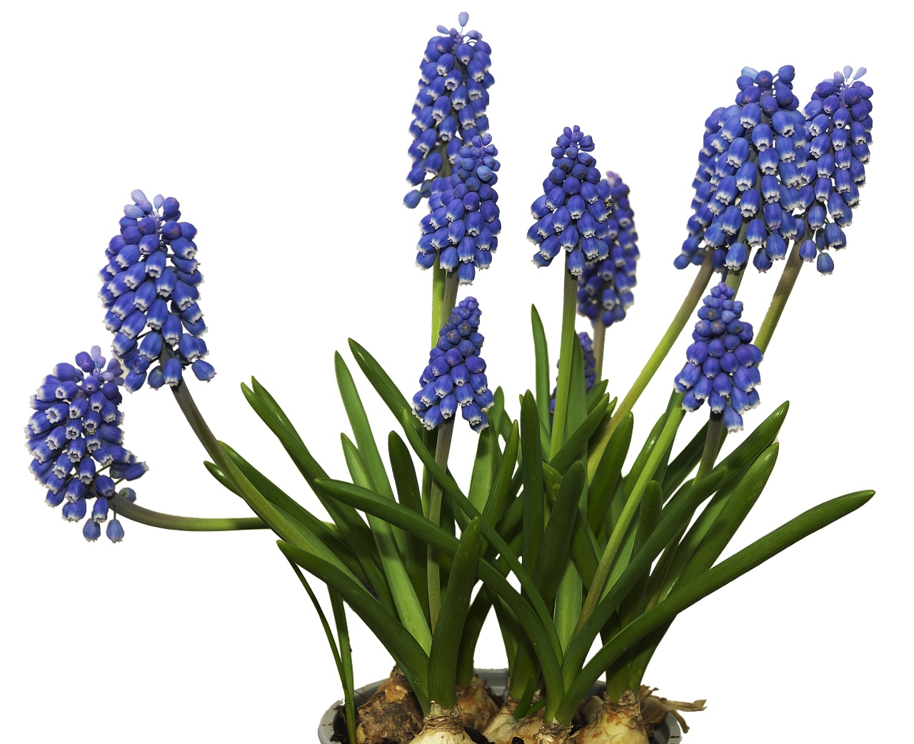 Gėlė,  Žiedas,  Žydi,  Muscari,  Frühlingsblüher,  Pavasaris,  Žiedynai,  Zwiebelpflanze,  Gėlių Svogūnėlių,  Perl Hiacintas