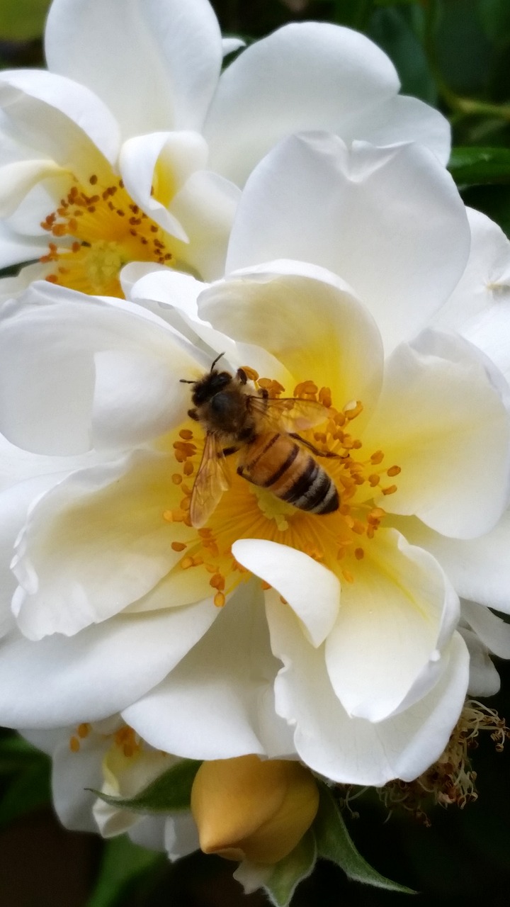 Gėlė,  Pobūdį,  Floros,  Vasara,  Gėlių, Nemokamos Nuotraukos,  Nemokama Licenzija