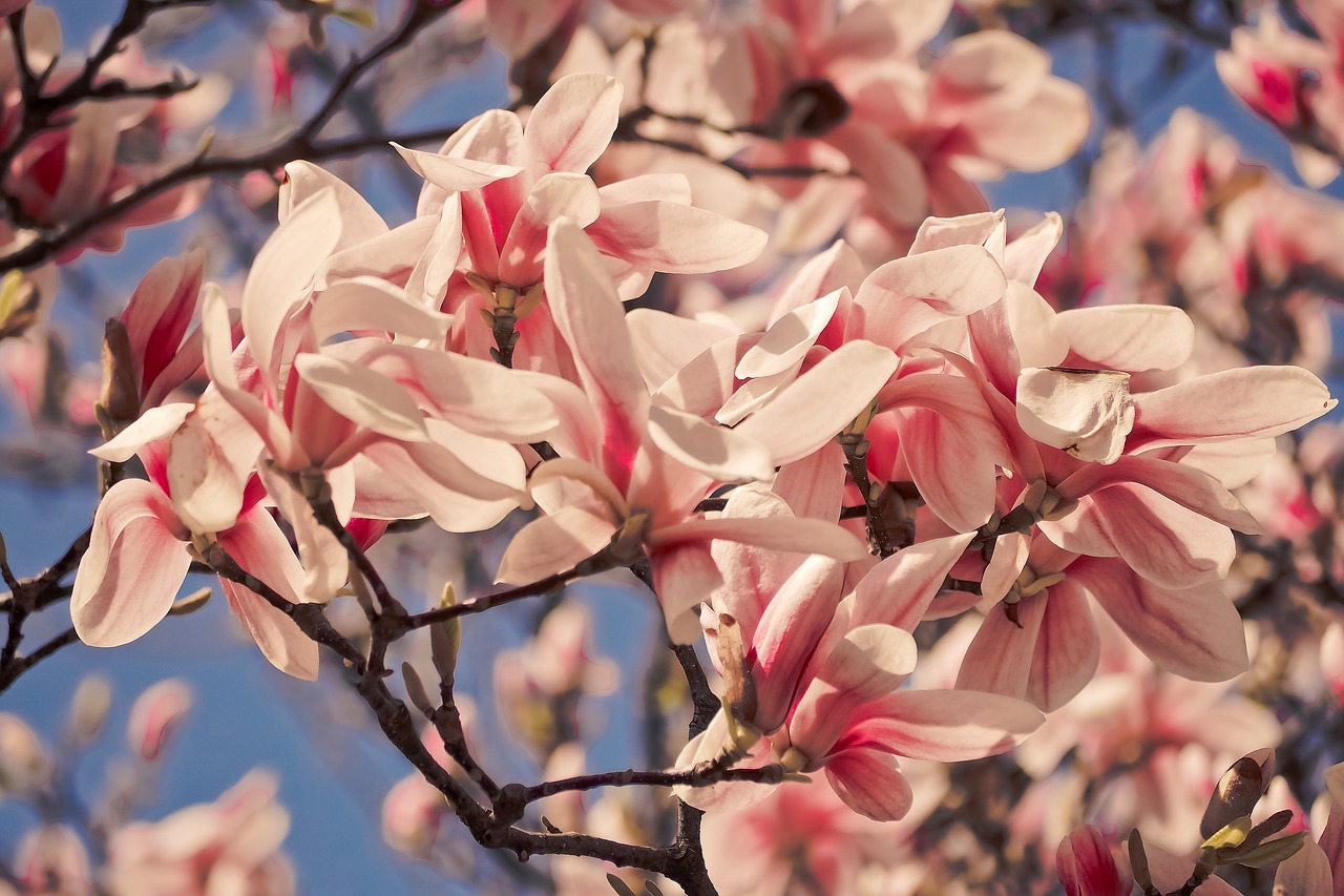 Gėlė,  Augalų,  Pobūdį,  Sodas,  Magnolija,  Pavasaris,  Rožinis,  Medis,  Gėlės,  Magnolija Žiedas