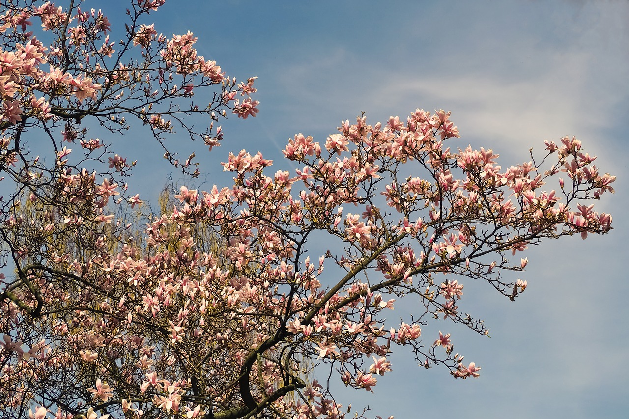 Gėlė,  Augalų,  Pobūdį,  Sodas,  Magnolija,  Pavasaris,  Rožinis,  Medis,  Gėlės,  Magnolija Žiedas