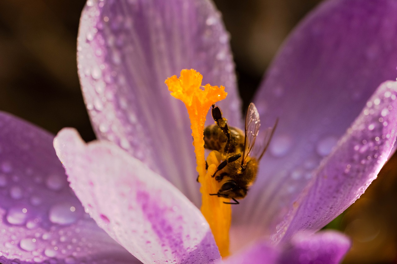 Gėlė,  Bičių,  Krokus,  Nektaro,  Pavasaris, Nemokamos Nuotraukos,  Nemokama Licenzija