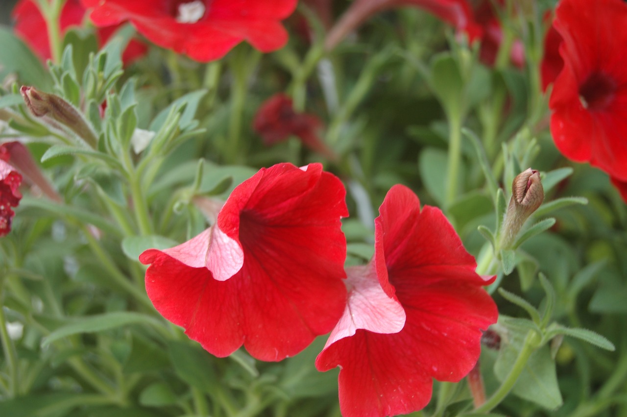 Gėlė,  Pobūdį,  Sodas,  Vasara,  Raudona Gėlė,  Petunias Raudonos,  Pavasaris,  Žydėjimas, Nemokamos Nuotraukos,  Nemokama Licenzija