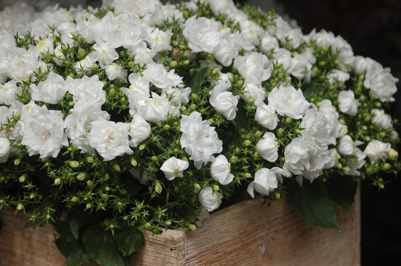 Gėlė,  Pobūdį,  Aromatas De Fleurs,  Gėlių,  Gėlių Kompozicija,  Baltos Gėlės, Nemokamos Nuotraukos,  Nemokama Licenzija