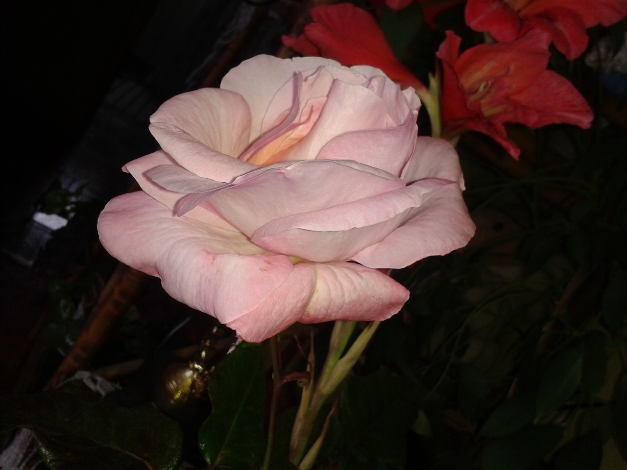 Gėlė,  Rosa,  Augalas, Nemokamos Nuotraukos,  Nemokama Licenzija