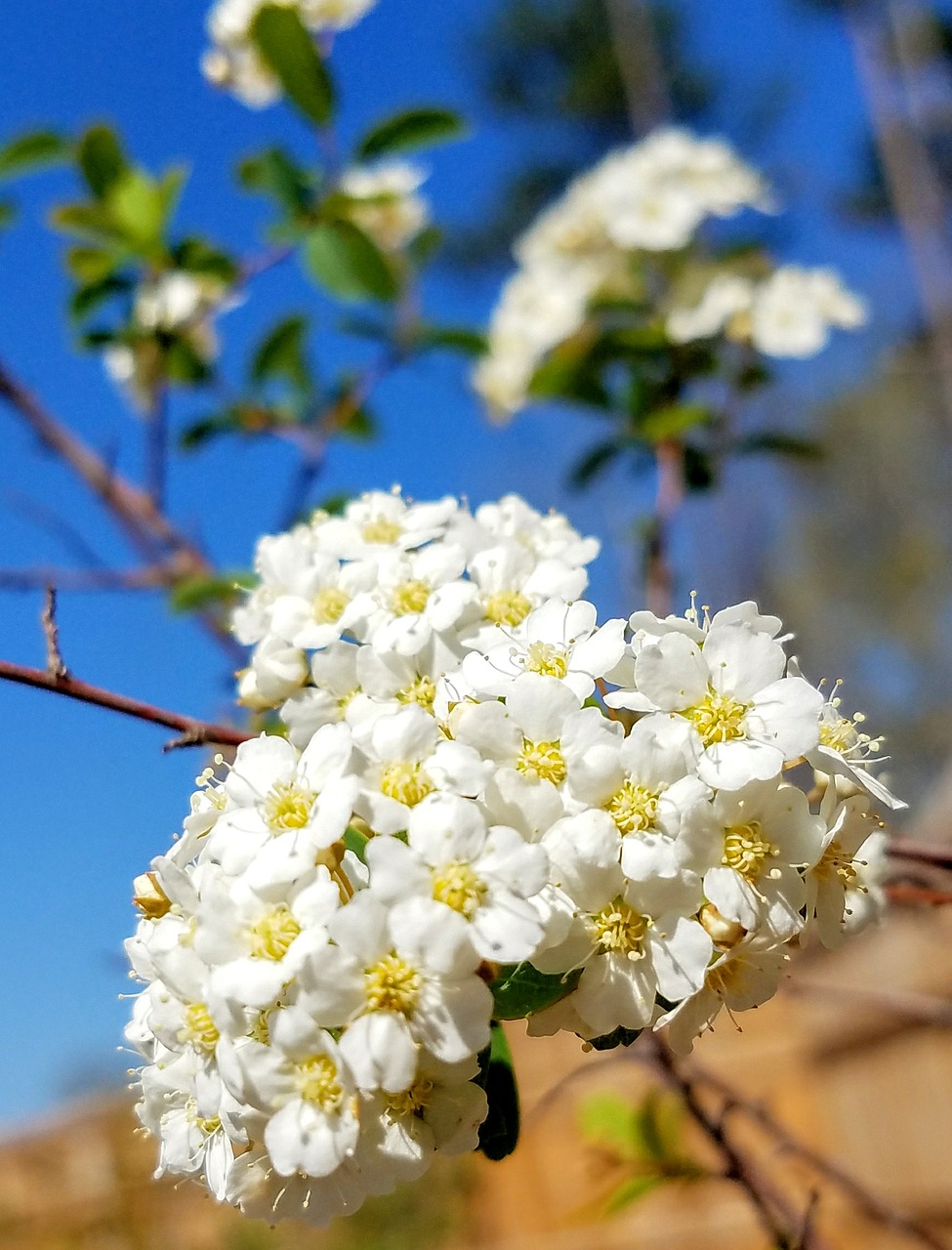 Gėlė,  Floros,  Pobūdį,  Medis,  Filialas, Nemokamos Nuotraukos,  Nemokama Licenzija