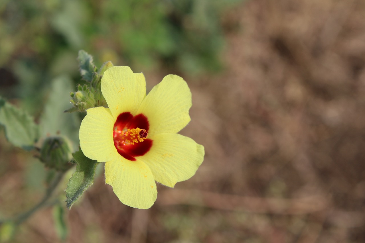 Gėlė,  Pobūdį,  Floros,  Lauke, Nemokamos Nuotraukos,  Nemokama Licenzija