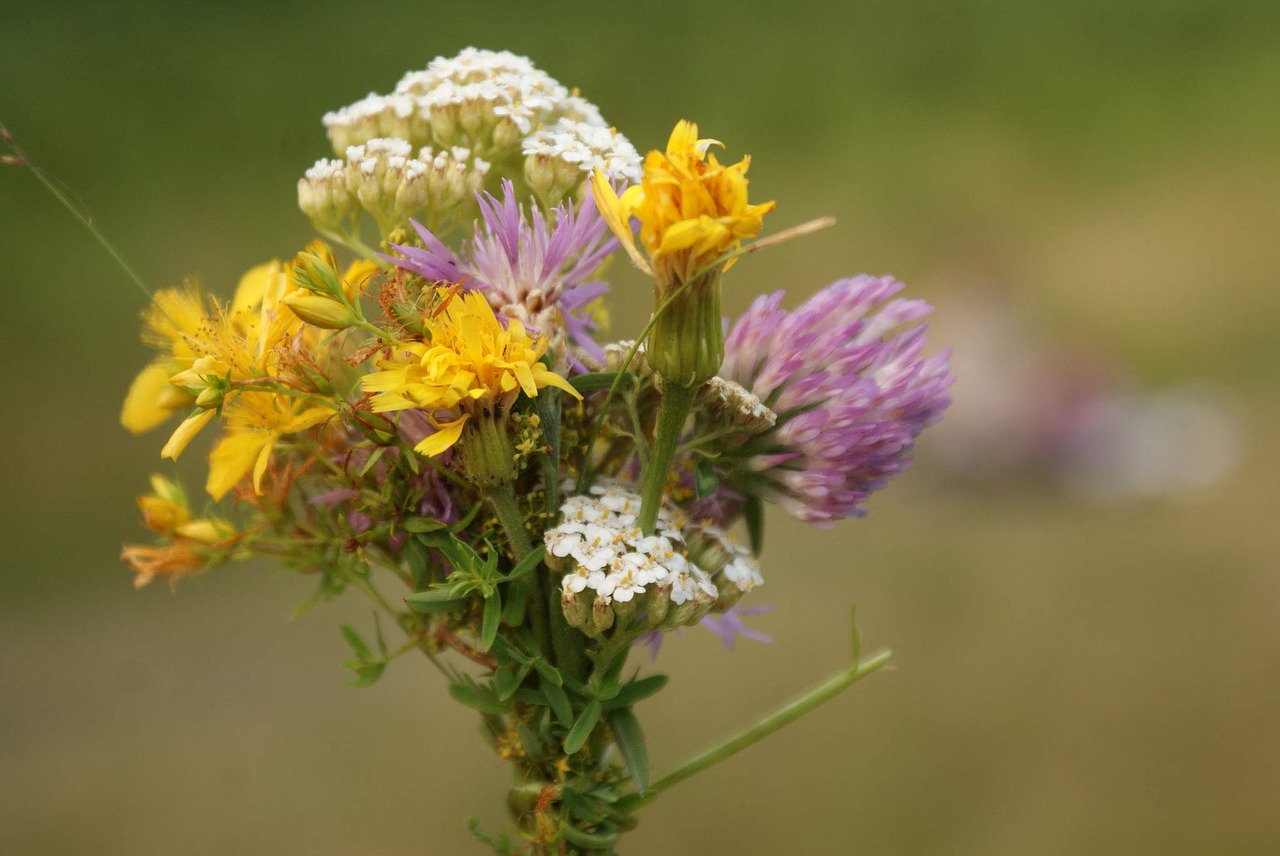 Gėlė,  Pobūdį,  Floros,  Gėlių,  Laukas,  Juodkalnija,  Vasara, Nemokamos Nuotraukos,  Nemokama Licenzija