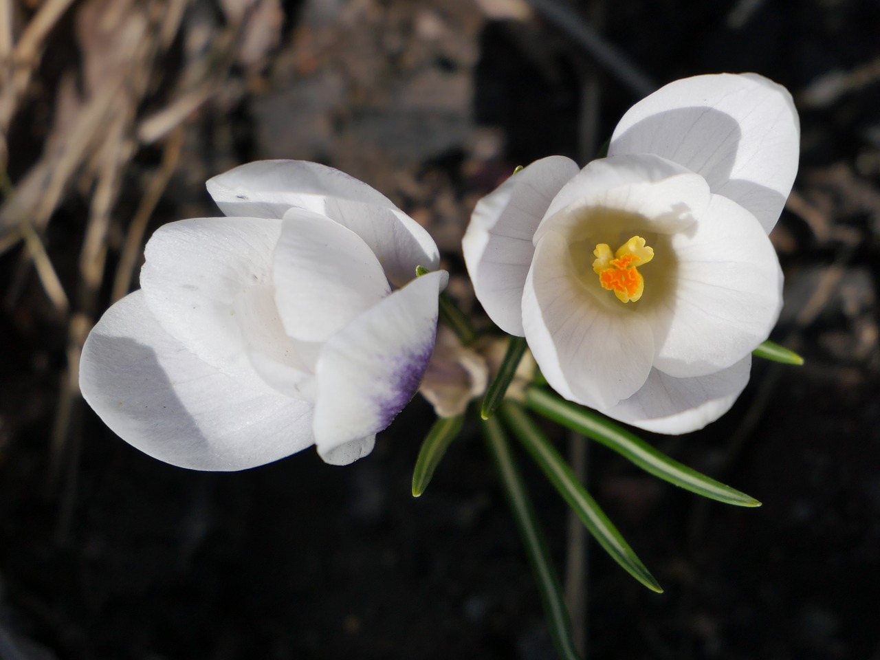 Gėlė,  Pobūdį,  Žiedlapis,  Balta Gėlė,  Baltos Gėlės,  Gražus,  Makro,  Crocus,  Baltos Spalvos,  Pavasaris