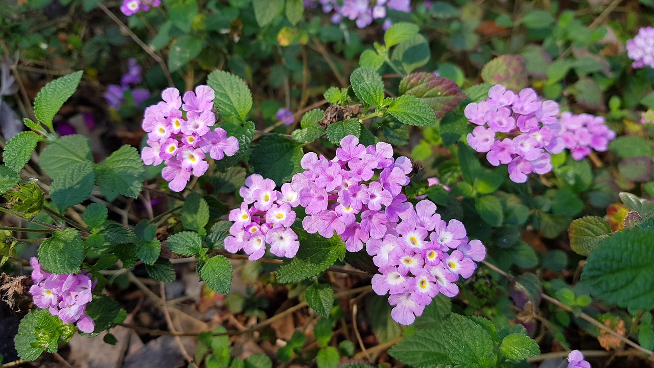 Gėlė,  Augalų,  Žydi,  Gėlių S,  Pobūdį,  Violetinė, Nemokamos Nuotraukos,  Nemokama Licenzija