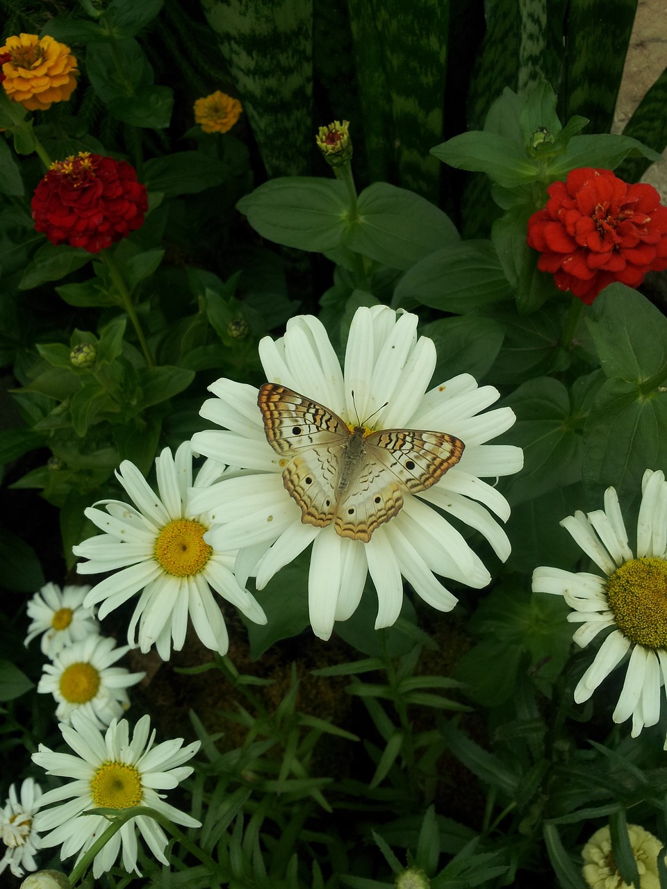 Gėlė,  Pobūdį,  Floros,  Vasara,  Sodas,  Drugelis,  Žydi,  Lapų,  Augalų,  Lapai