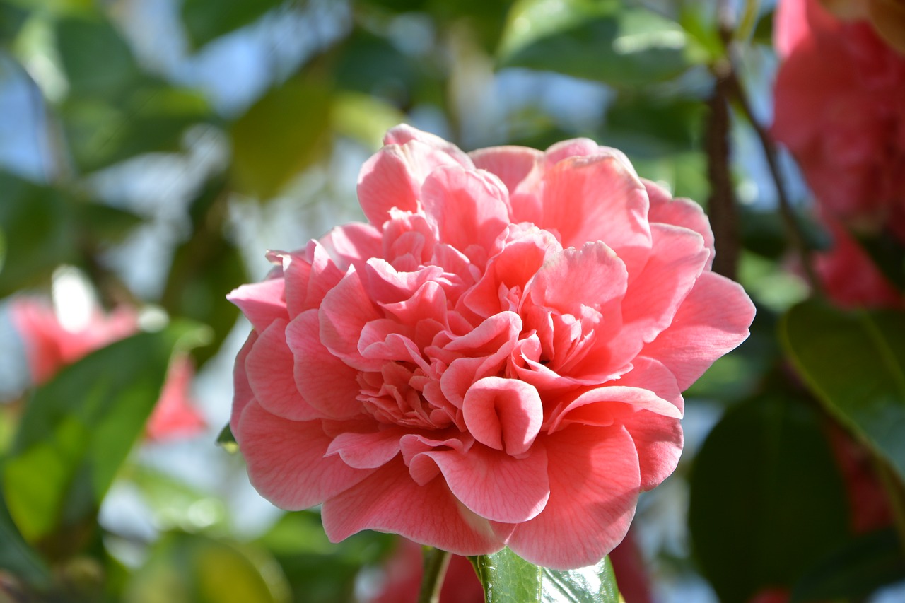 Gėlė,  Gėlių Camellia,  Pobūdį,  Sodas,  Augalų,  Lapų,  Žali Lapai,  Botanika,  Žalias, Nemokamos Nuotraukos