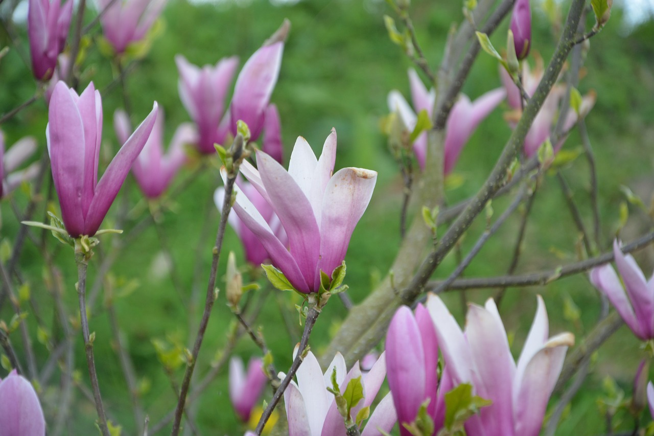 Gėlė,  Gėlės Magnolija,  Spalva Violetinė Balta,  Pobūdį,  Augalų,  Sodas,  Įvykdymas,  Suklestėjo, Nemokamos Nuotraukos,  Nemokama Licenzija