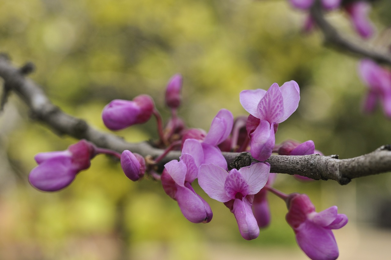 Gėlė,  Pobūdį,  Floros,  Alyvinė,  Bud,  Filialas, Nemokamos Nuotraukos,  Nemokama Licenzija