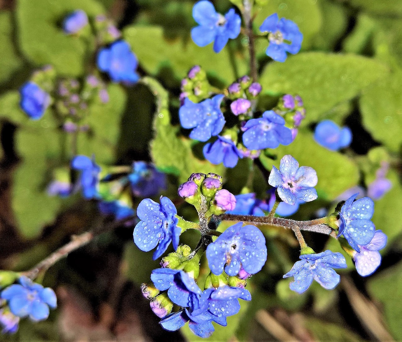 Gėlė,  Spyruoklė Bamba Riešutai,  Klaidinga Forget-Me-Not,  Lietaus Lašas,  Mažos Mėlynos Gėlės,  Spyruokliniai Žiedai,  Gražus,  Šviesus,  Iš Arti, Nemokamos Nuotraukos