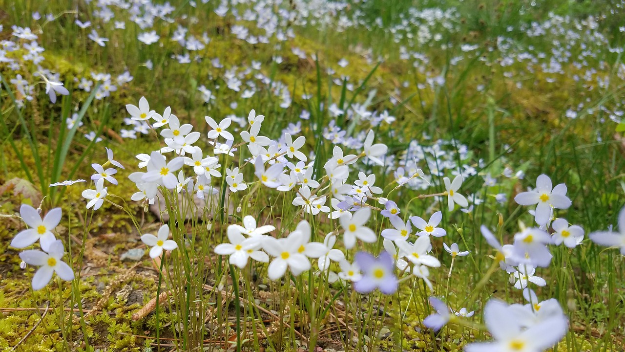 Gėlė,  Pobūdį,  Floros,  Vasara,  Hayfield,  Žolė,  Lauke,  Šviesus,  Gėlių, Nemokamos Nuotraukos